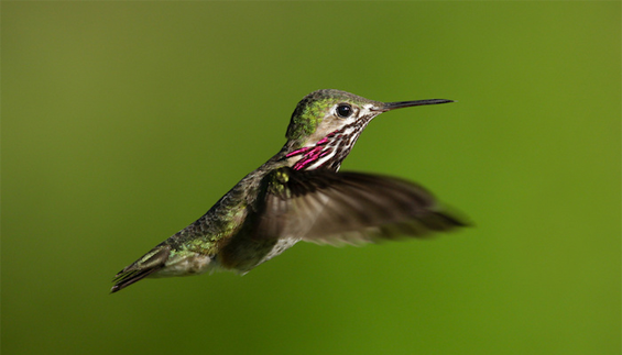 Now We Know How Google’s Hummingbird Works